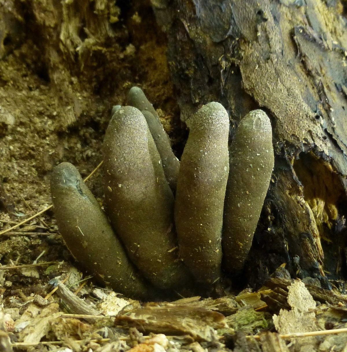 Dead man's fingers Xylaria polymorpha pilz funghi https://nhgardensolutions.wordpress.com/tag/dead-mans-fingers/