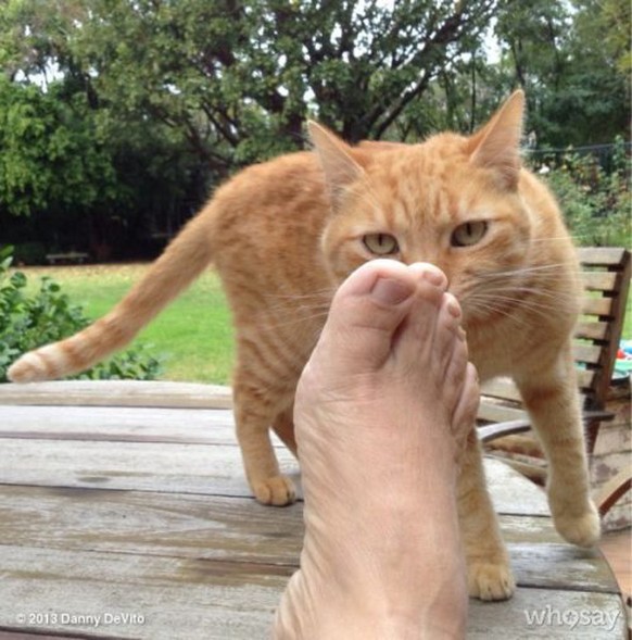 Skeptisch: Büsi mit Fuss.