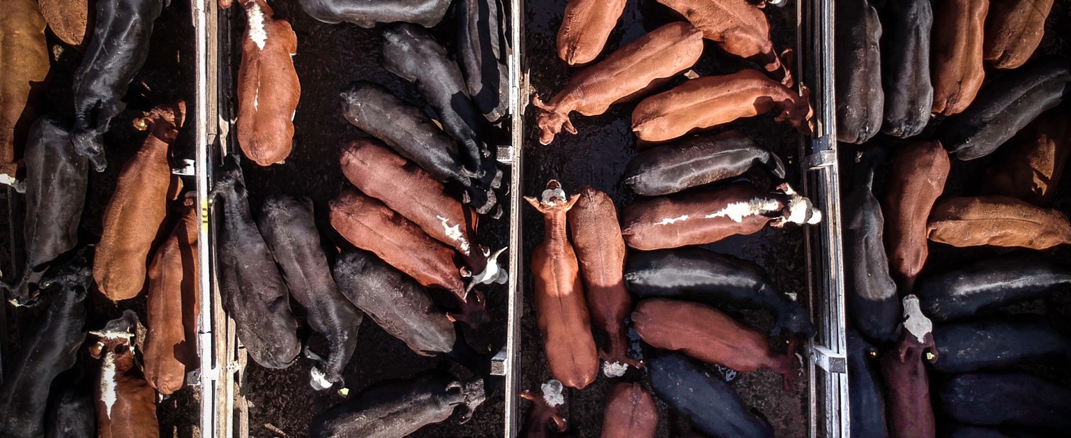 epa08939303 Cows wait in a corral to be transferred to a refrigerator for their slaughter, at the Hacienda de Liniers Market, in Buenos Aires, Argentina, 12 January 2021 (issued 15 January). The consu ...