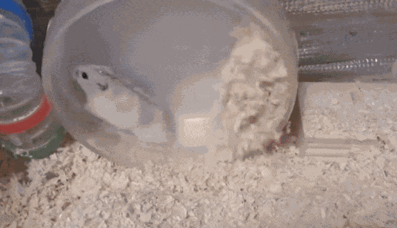 Animiertes GIF