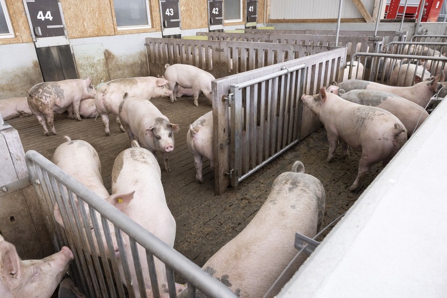 Schweine in einem Stall in Salavaux VD am 7. Juni 2021.