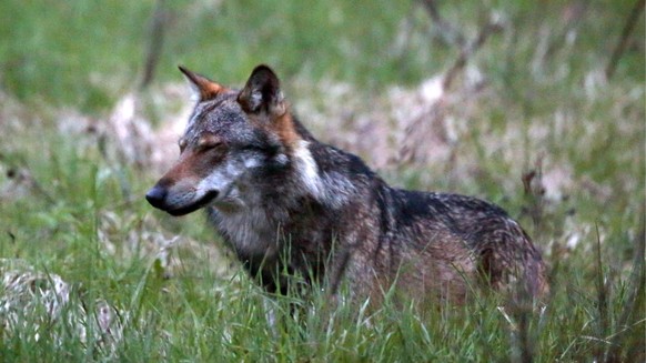 Ein Wolf, mutmasslich "M35", aufgenommen beim Dorfeingang von Bellwald im Obergoms, Wallis, am 28. Mai 2013. Der Wolf hat in der Nacht auf Freitag, 7. Juni 2013 im Wallis erneut zugeschlagen ...