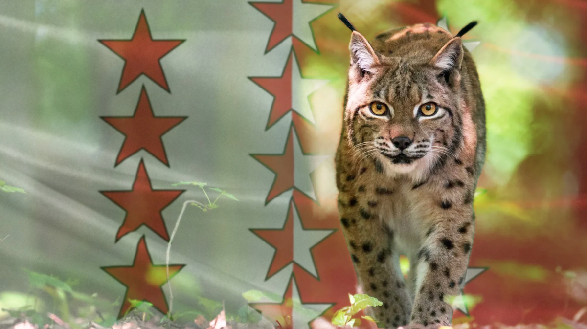 Alors que la population du lynx augmente en Valais, des zones d'ombre apparaissent.