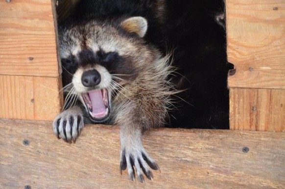 cute news tier waschbär

https://www.reddit.com/r/raccoonfanclub/comments/1nl9m8q/i_dont_want_to_go_outside_nooooo/