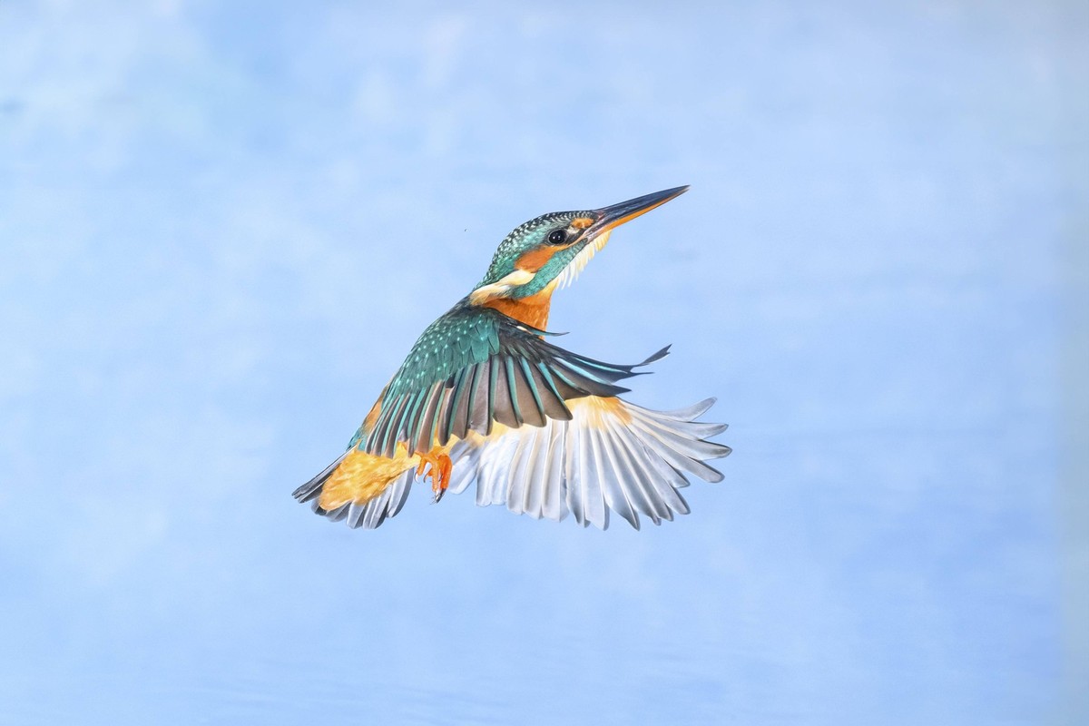 Eisvogel Alcedo atthis im Flug über einem See, wildlife, Katalonien, Spanien, Europa Common kingfisher Alcedo atthis flying over a lake, wildife, Catalonia, Spain, Europe Copyright: imageBROKER/Davidx ...