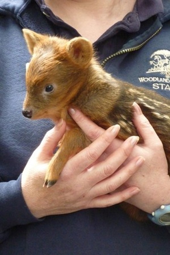 Pudu
Cute News
http://imgur.com/gallery/B5ByL