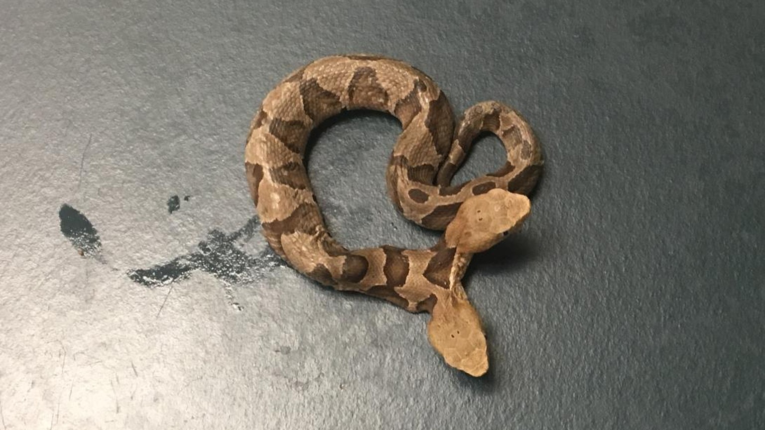 Seltener Kupferkopf Zweikopfige Schlange Entdeckt Watson