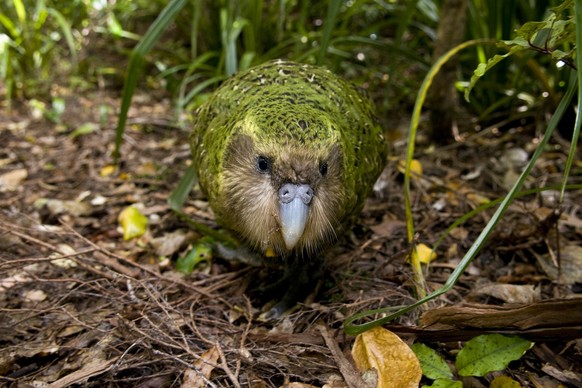 cute news tier kakapo vogel

https://imgur.com/t/kakapo/9HDux
