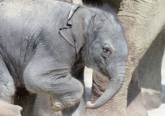 Welches Geschlecht das Kleine hat, ist noch unklar.
