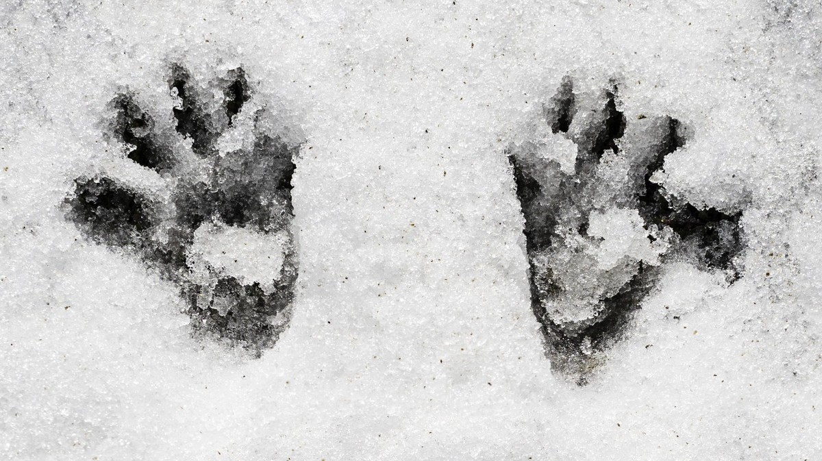 Tiere im Schnee: Erkennst du diese tierischen Fussspuren?
