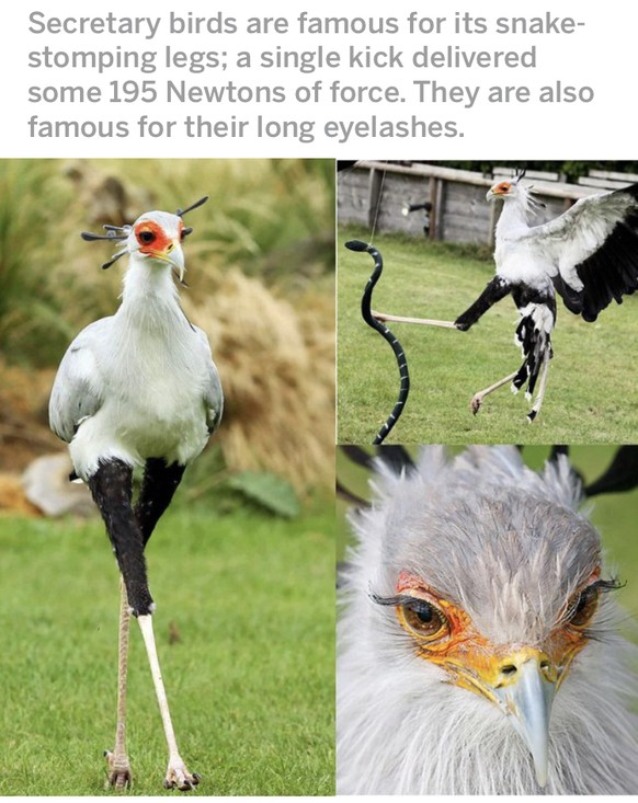 Über 20 exotische Tiere, die du (vermutlich) noch nie gesehen hast
Juhui! Danke für diese Cute News. Als nächstes vielleicht die „sexy-exotischen“ Tiere? 🤩