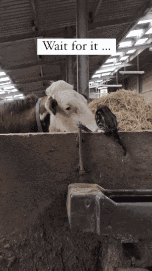 Animiertes GIF