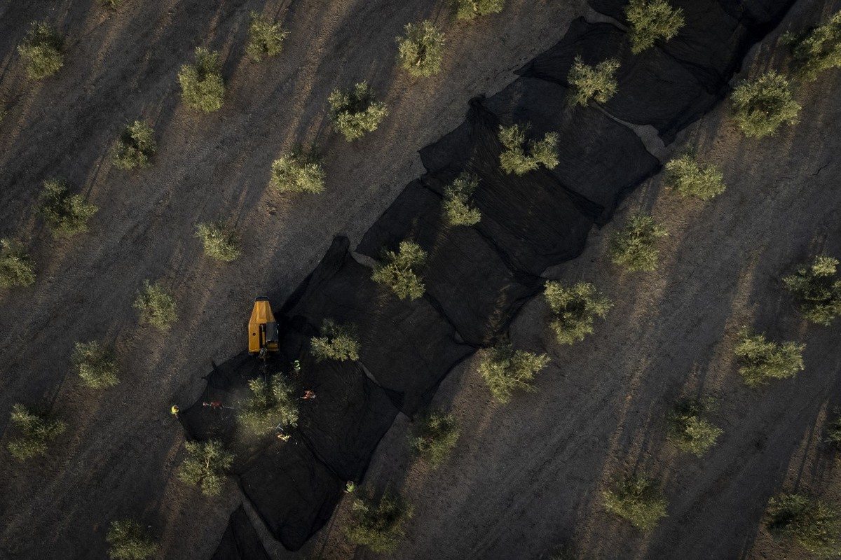 Day laborers work at the olive harvest in the southern town of Quesada, a rural community in the heartland of Spain&amp;#039;s olive country, Friday, Oct. 28, 2022. Spain, the world��&amp;amp;#x2122;s ...