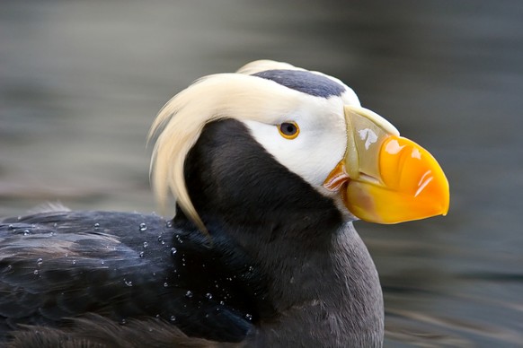 Tufted Puffin, Gelbschopflund