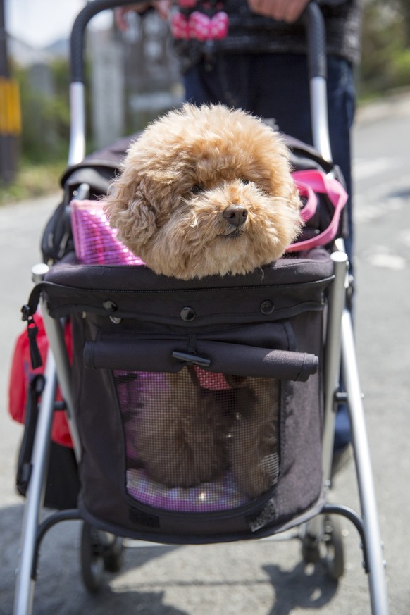 Kinderwagen für Hund
https://www.shutterstock.com/download/confirm/245742859?src=zGB2c-Pmh3A790eSWyqRsw-2-55&amp;size=medium_jpg