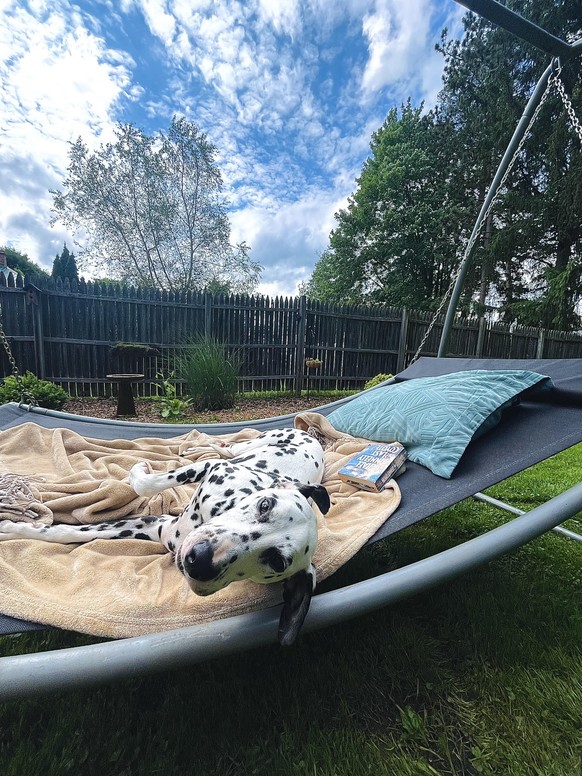 cute news tier hund

https://www.reddit.com/r/animalalbumcovers/comments/1ql8uuy/daydreamer/