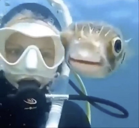 cute news tier fisch

https://ch.pinterest.com/pin/89086898873504379/