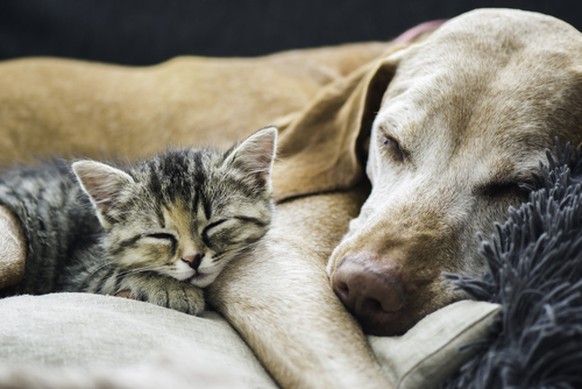 Hund und Katze