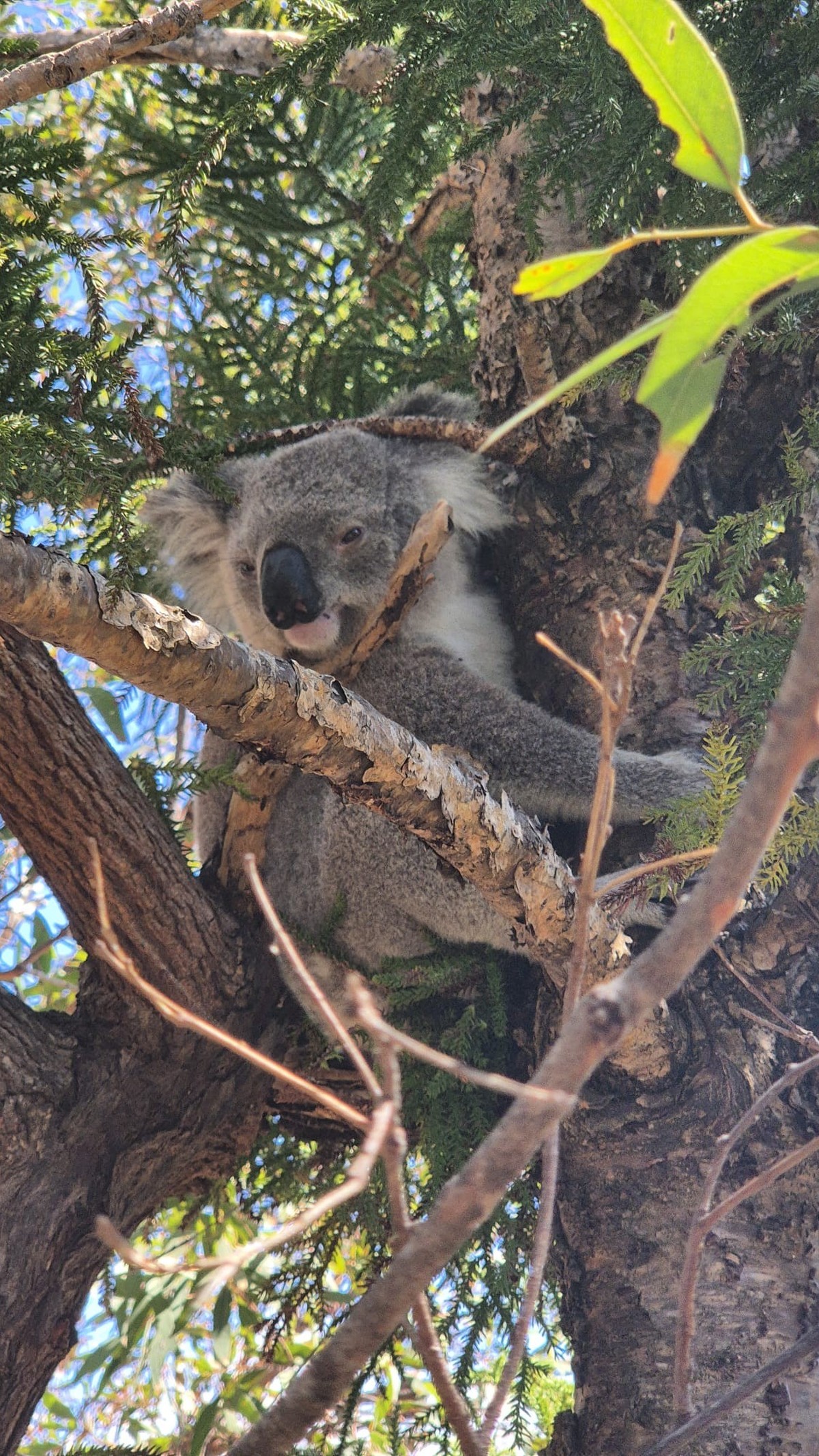 corinas bilder australien cute news