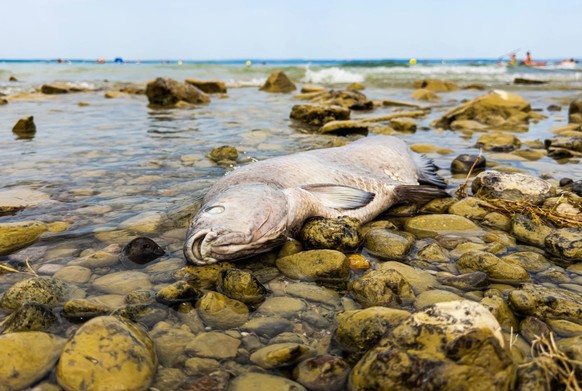 Im flachen Uferwasser wie hier am Bodensee bei Romanshorn verenden die Fische.