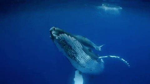 Animiertes GIF