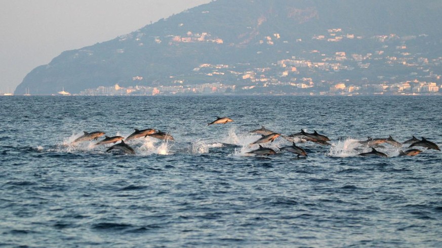 Delfine im Mittelmeer: Die Lärmbelastung hat zugenommen.<br data-editable="remove">