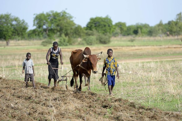 Eine Frau und zwei Kinder pflügen ein Feld mithilfe eines Ochsen in Gomponsom, Burkina Faso.