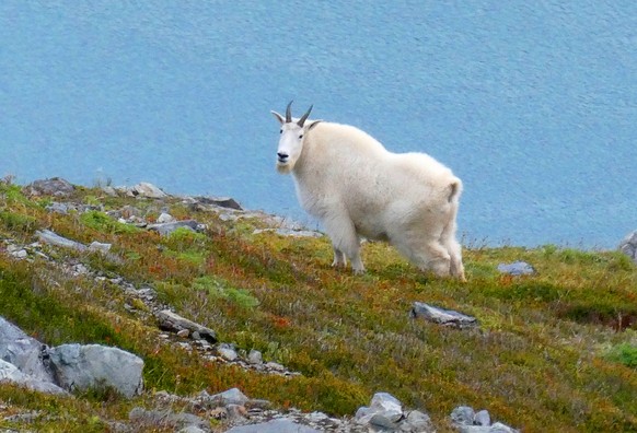 FILE- In this Sunday, Aug. 18, 2019 file photo, a mountain goat stands on a ridge line in Juneau, Alaska. Grand Teton National Park is seeking volunteers to shoot nonnative mountain goats this fall af ...