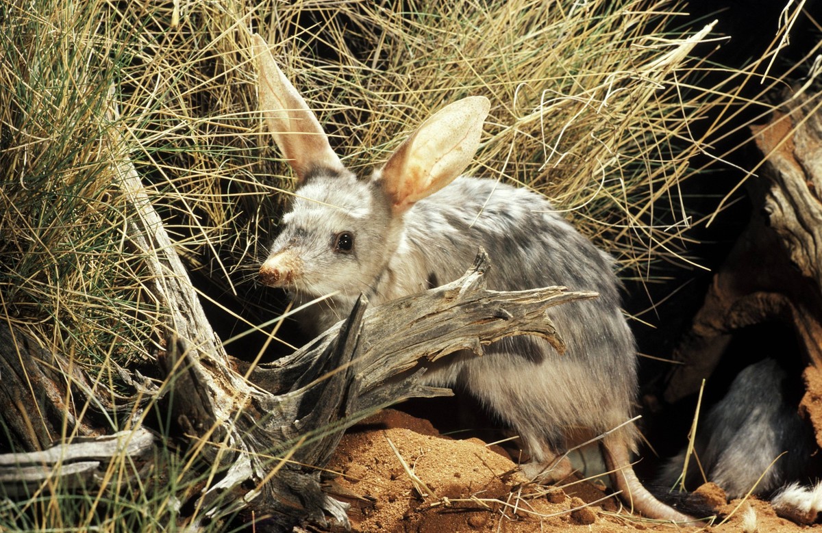 Greater bilby (Macrotis lagotis) Arid Zone Research Station, Alice Springs, Northern Territory, Australia PUBLICATIONxINxGERxSUIxAUTxHUNxONLY 961_13_rms00458

Greater Bilby macrotis lagotis arid Zone  ...