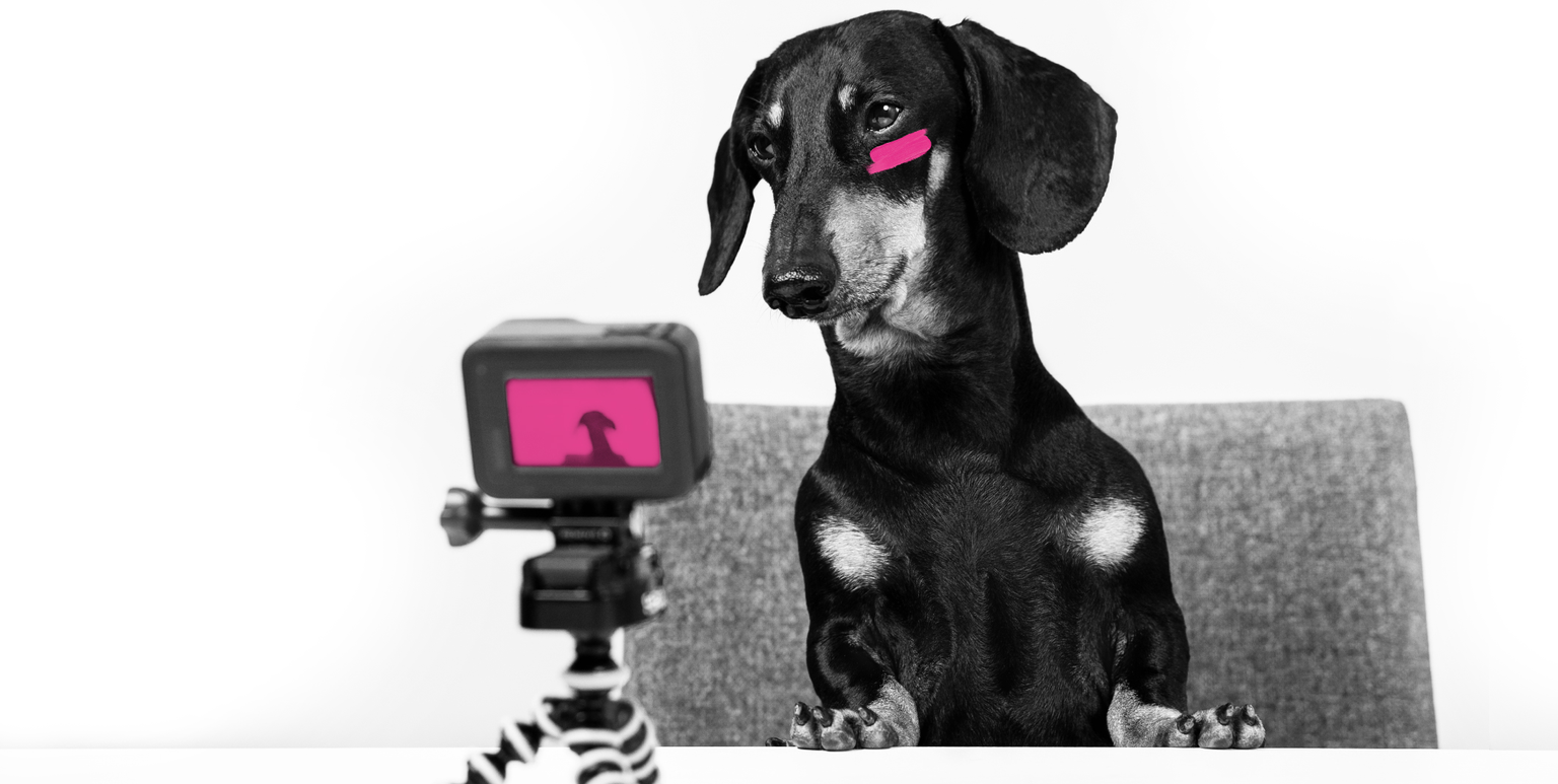 Hund mit Swoosh und Kamera