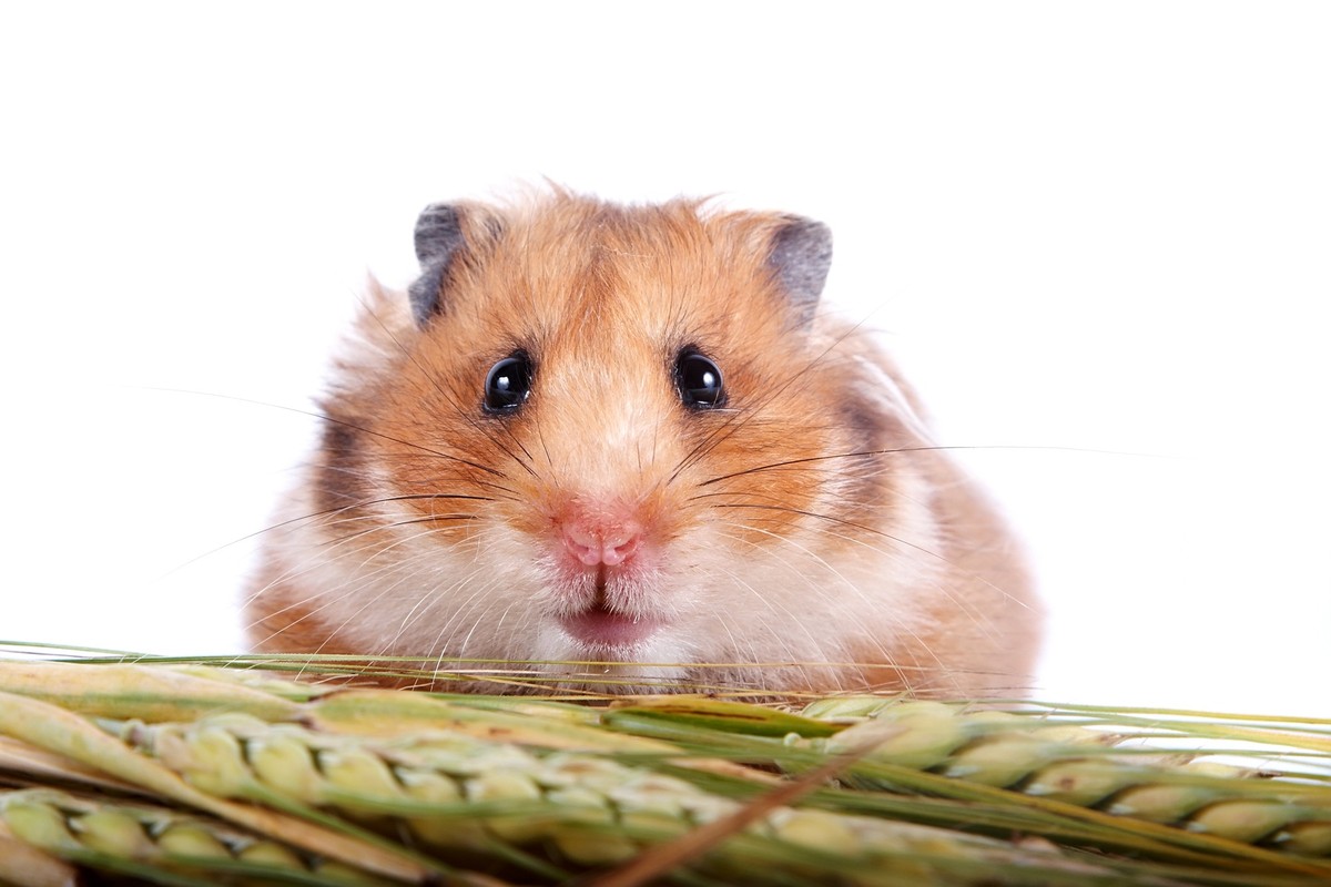 Goldhamster