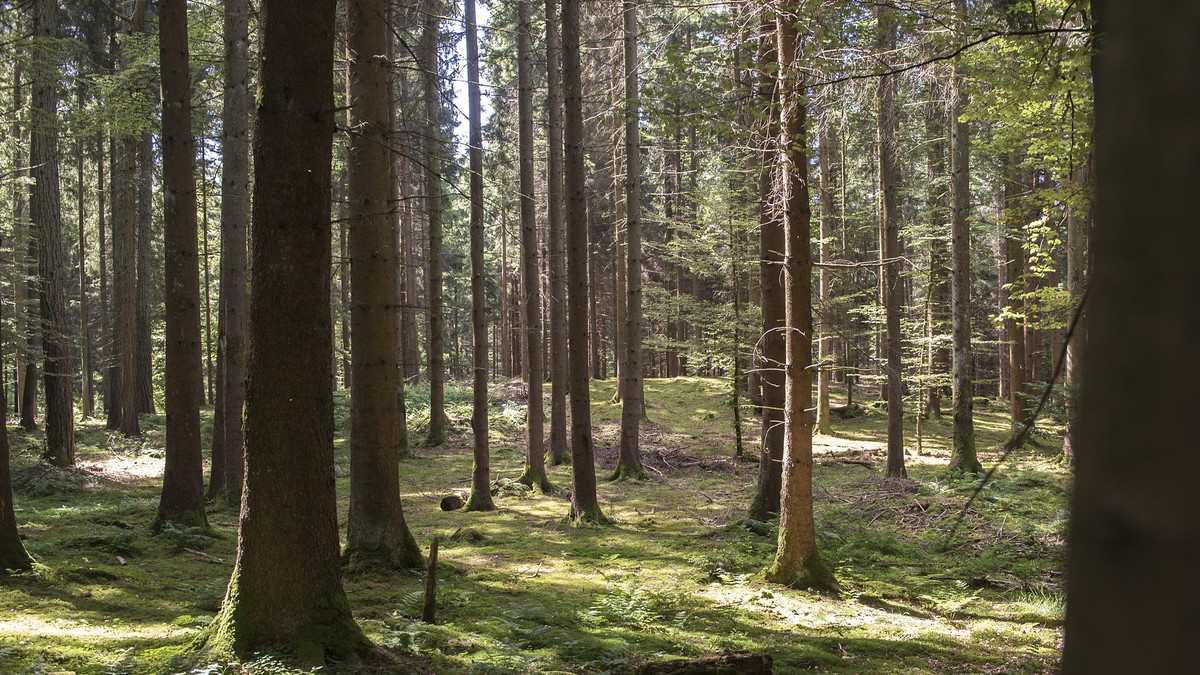 ARCHIV ? ZU DEN THEMEN AN DER HERBSTSESSION DER EIDGENOESSISCHEN RAETE VON HEUTE DONNERSTAG, 12. SEPTEMBER 2019, STELLEN WIR IHNEN FOLGENDES BILDMATERIAL ZUR VERFUEGUNG - Waehrend einem Presserundgang ...