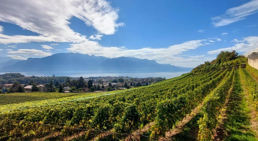Bei Bildern wie vom Rebberg oberhalb von Vevey …