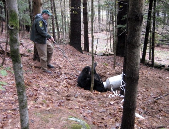 In this Sunday, April 18, 2010 photo released by the Vermont Department of Fish and Wildlife, Vermont Fish and Wildlife wildlife biologist Forrest Hammond tranquilizes a 120-pound Vermont black bear w ...