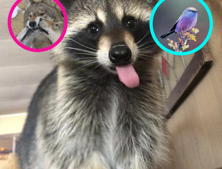Lustige GIFs, freche Bilder und ein kunterbunter Vogel