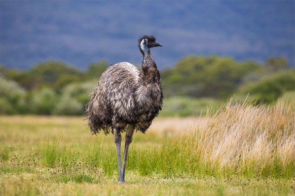 emu