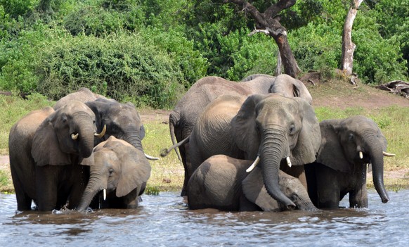 FILE - In this March 3, 2013 file photo, elephants drink water in Botswana's Chobe National Park.  A conservation group says elephant poaching has increased in Botswana, which has long been seen as...