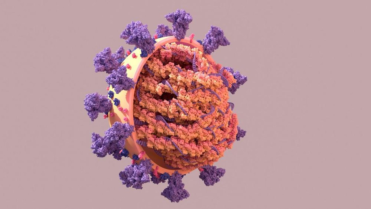 Darstellung des Coronavirus-Genoms