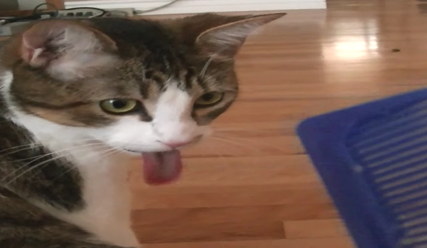 Darum Strecken Katzen Bei Komischen Geräuschen Die Zunge
