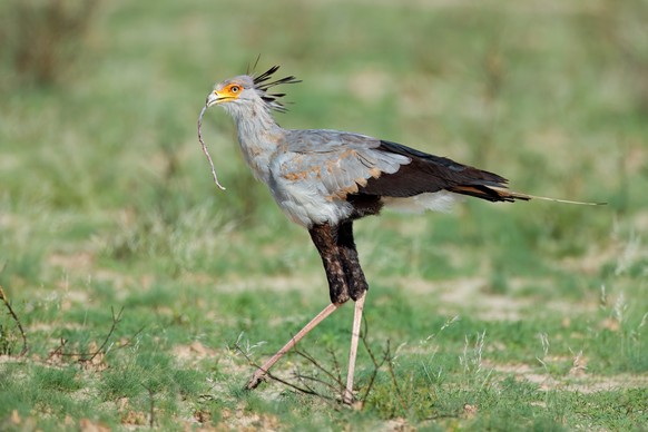 A secretary bird (Sagittarius serpentarius) hunting in natural habitat, South Africa. xkwx bird, secretary bird, bird of prey, nature, animal, hunt, hunting, prey, africa, african, south africa, sagit ...
