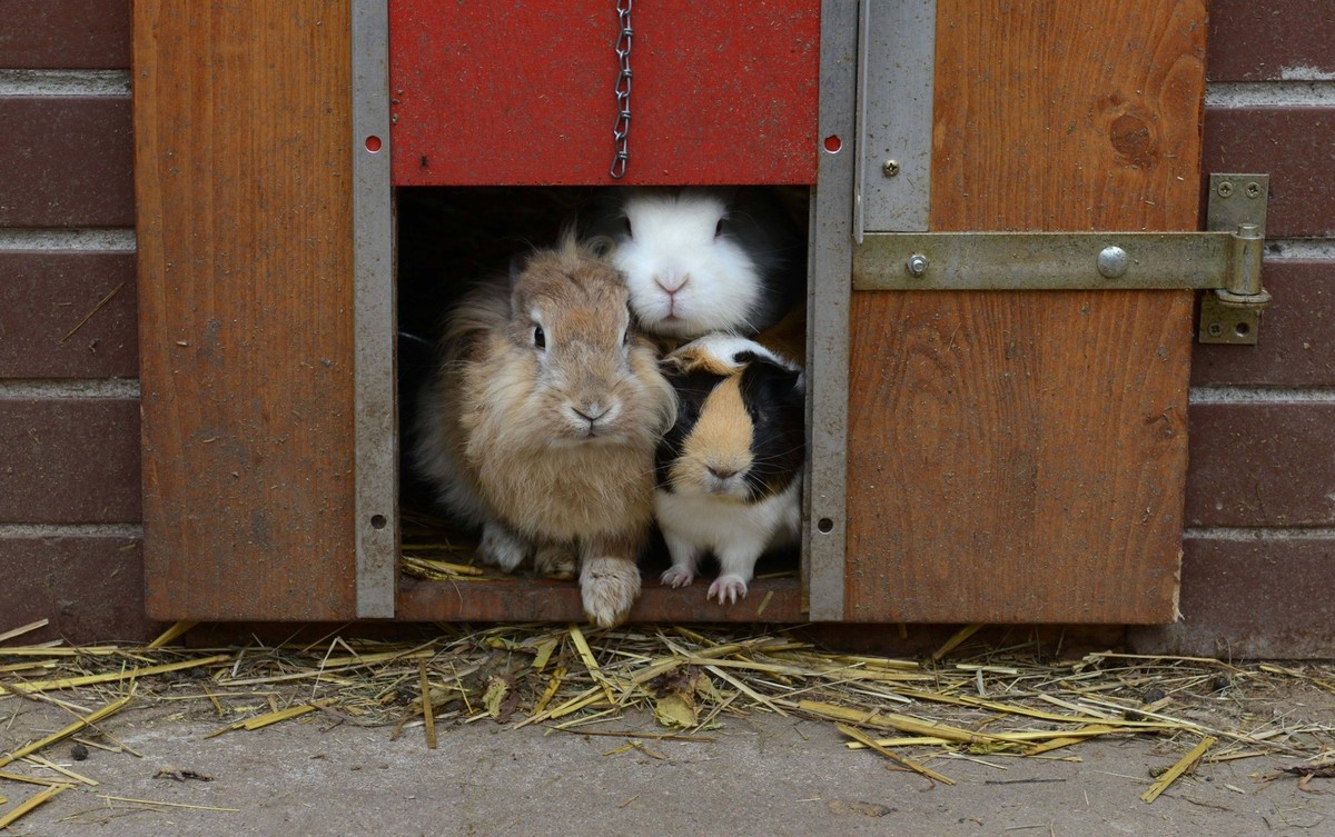 Hasen und Meerschweinchen, aufgenommen in einem Streichelgehege in Frankenroda, Thueringen, am 15. Oktober 2016.

Hares and Guinea pigs Date in a Streichelgehege in Thueringen at 15 October 2016