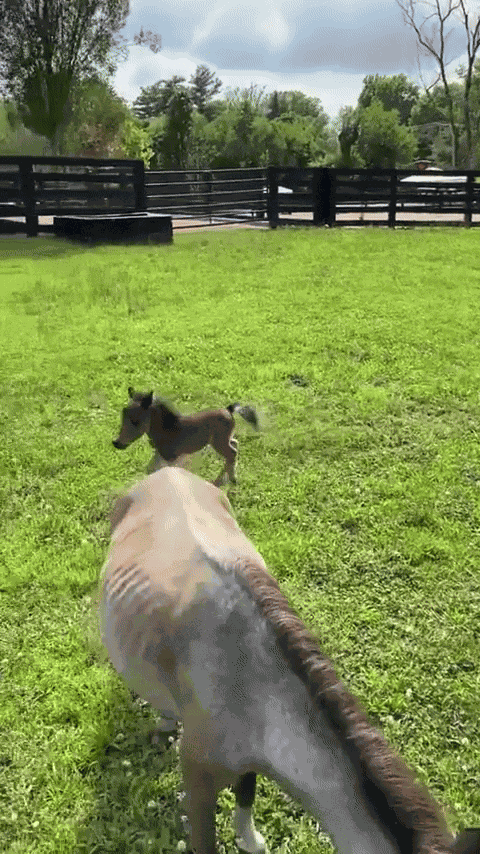 Animiertes GIF