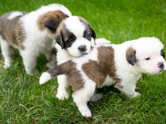 Three of seven one month old puppies Sant-Bernard play in the grass at the Barry Foundation&#039;s kennel, in Martigny, Tuesday, August 30, 2022. The Saint Bernard dog &quot;Edene du Grand St. Bernard ...