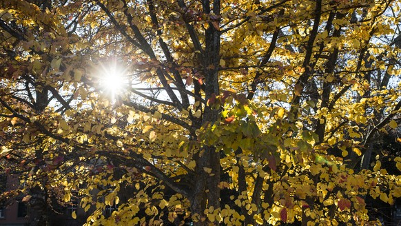 Die Sonne scheint durch gelb gefaerbte Blaetter eines Herbstbaumes im Park Kleine Schanze in Bern, am Samstag, 7. November 2015. (KEYSTONE/Dominic Steinmann)
