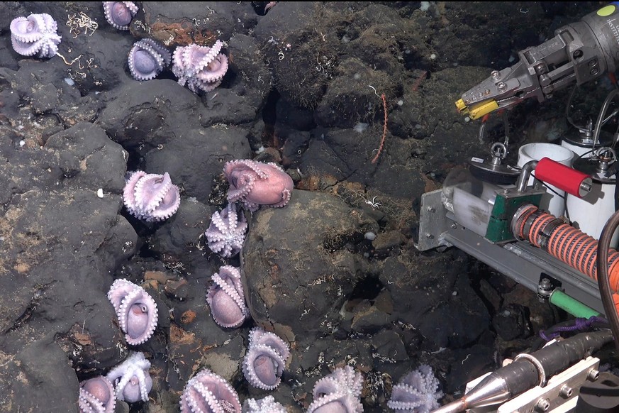 Brooding mother octopuses often curl themselves up with tentacles and suckers facing out. Researchers believe this to be a defensive position, warning predators off. When a female octopus broods (whic ...