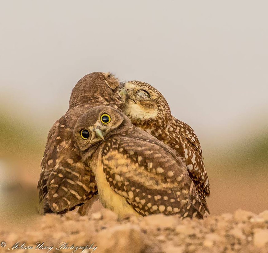 The Comedy Wildlife Photography Awards 2017
Melissa Usrey
Lake Arrowhead
United States

Title: Burrowing Owlet embarrassed by kissing behind him!
Caption: GET a ROOM!
Description: 
Animal: Burrowing O ...