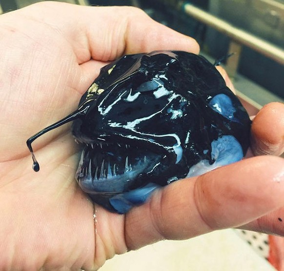 19 creepy sea creatures you don’t want to meet on your beach vacation