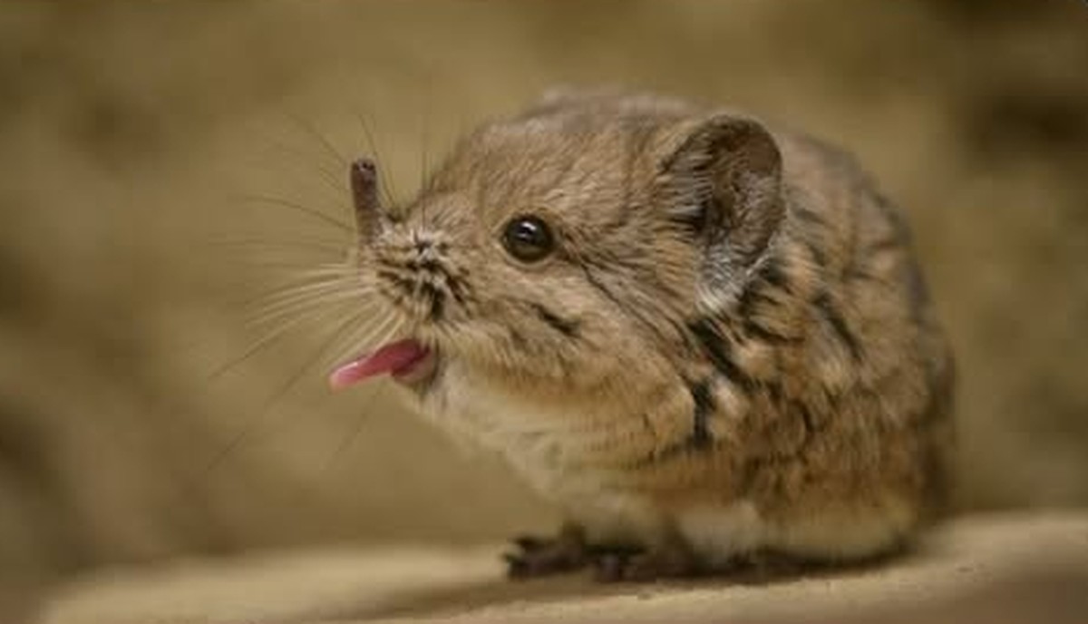 Cute News: Elefantenspitzmaus