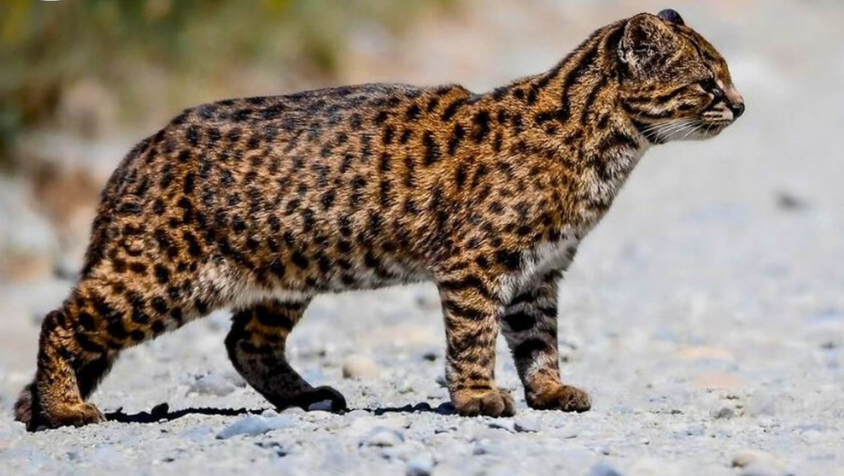 cute news tier chilenische wildkatze kodkod

https://www.instagram.com/p/C_4qN7gsE_Q/?img_index=6