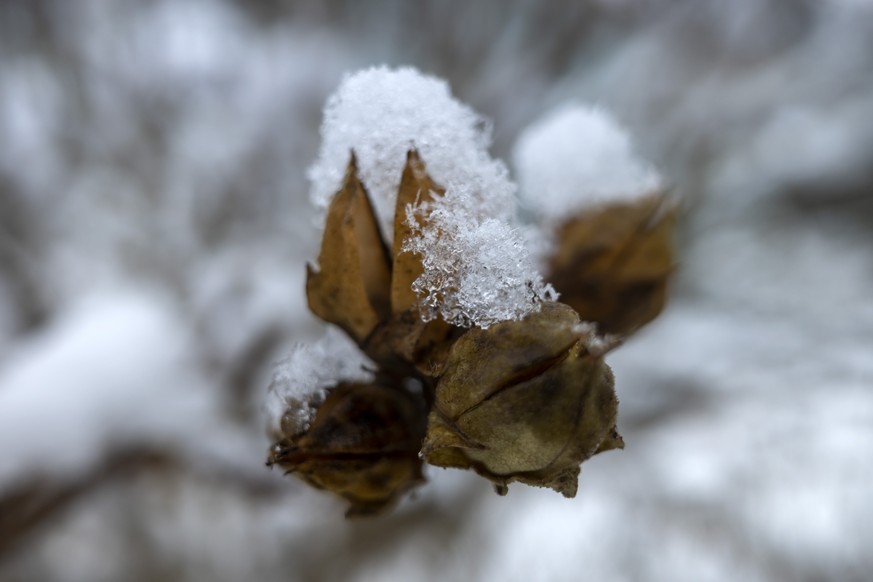 Schnee liegt auf einer Knospe in Basel, am Montag, 15. Februar 2021. (KEYSTONE/Georgios Kefalas)